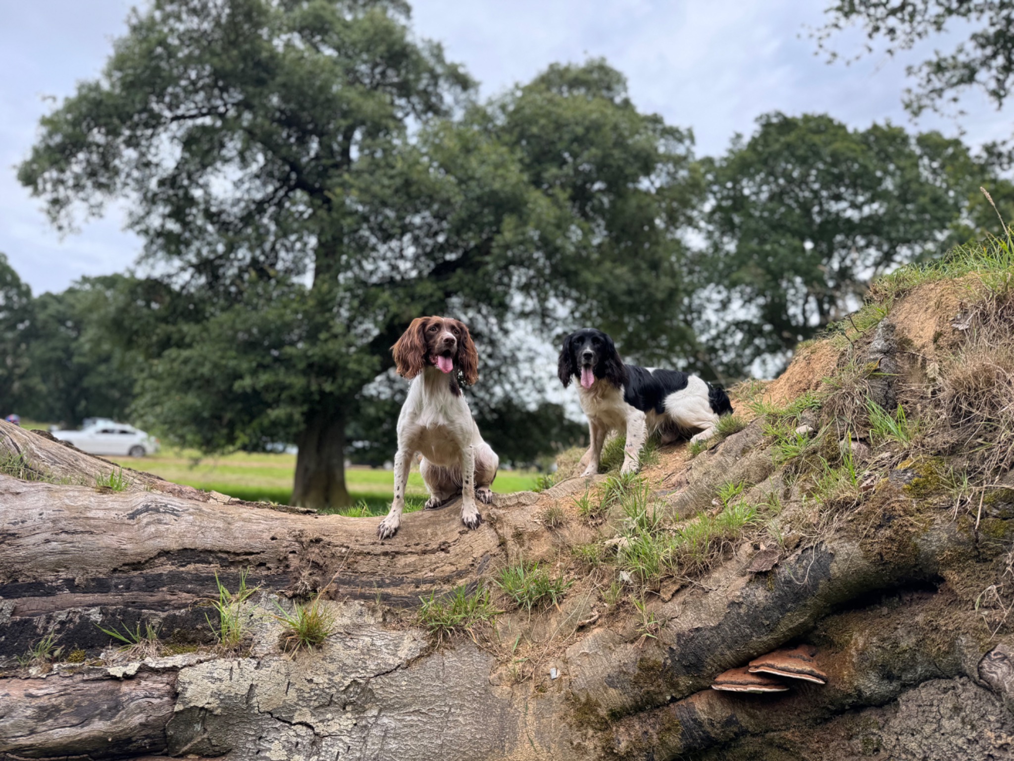 Your Dog Is Not Disobedient. They Are Self-Employed.